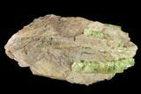 Yellow-Green Fluorapatite Crystals in Calcite - Ontario, Canada #137113-2